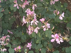 Bauhinia variegata variegata