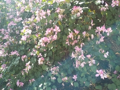 Bauhinia variegata variegata