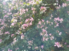 Bauhinia variegata variegata