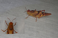 Qualetta maculata