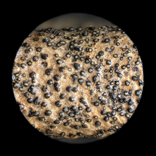 Representative image of Dothiora oleae