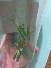 Hierodula transcaucasica