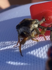 Megatibicen resonans