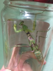 Hierodula transcaucasica