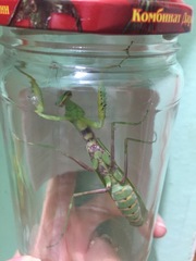 Hierodula transcaucasica