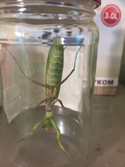 Hierodula transcaucasica