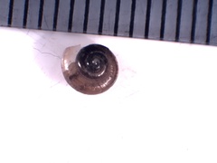 Gastrodontidae