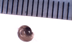 Gastrodontidae