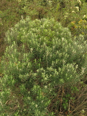 Linochilus rosmarinifolius