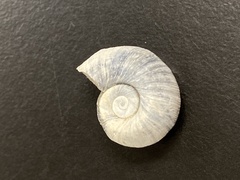 Gastropoda