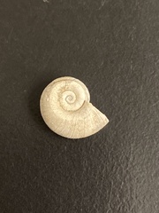 Gastropoda