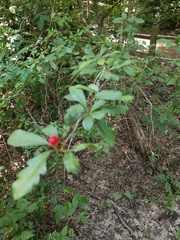 Crataegus opaca