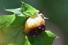Dryocosmus quercuspalustris