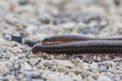 Pachyiulus marmoratus