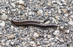 Pachyiulus marmoratus