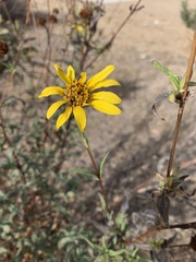 Helianthus gracilentus