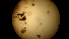 Penilia