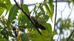 Amazilia rutila