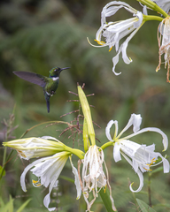 Schistes albogularis