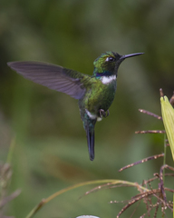 Schistes albogularis