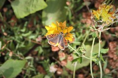 Lycaena phlaeas phlaeoides