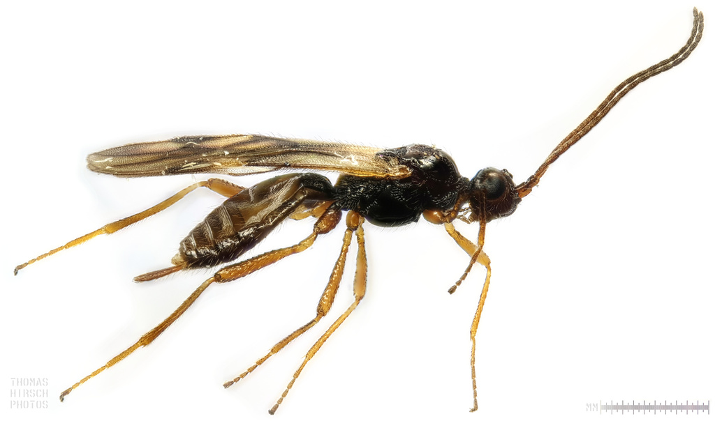 Hormius moniliatus