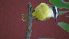 Pitangus sulphuratus