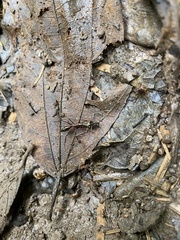 Odontomachus chelifer