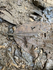 Odontomachus chelifer