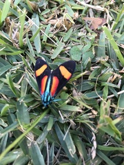 Cyanopepla submacula