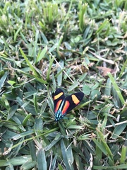 Cyanopepla submacula