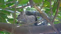 Sciurus variegatoides dorsalis