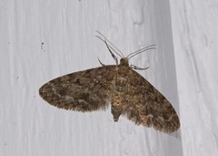 Eupithecia annulata