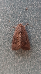 Dasygaster padockina