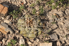 Thelocactus hexaedrophorus