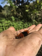 Turuptiana obliqua