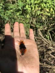 Turuptiana obliqua