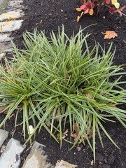 Carex morrowii