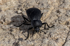 Stenomorpha marginata