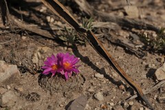 Pelecyphora strobiliformis