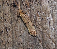 Morophaga choragella