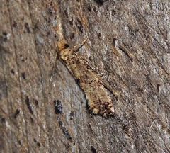 Morophaga choragella