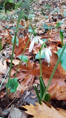 Galanthus reginae-olgae