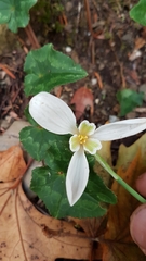 Galanthus reginae-olgae