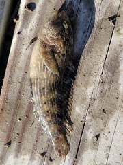 Chasmodes bosquianus