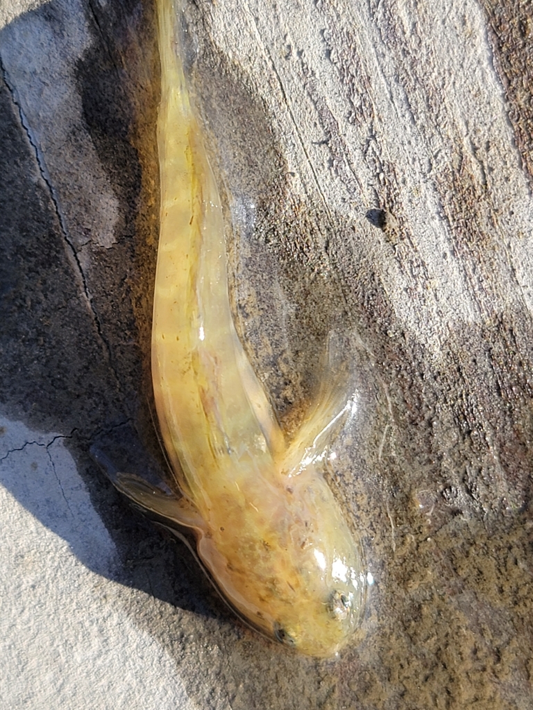Naked Goby
