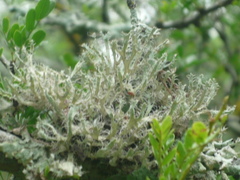 Heterodermia echinata image