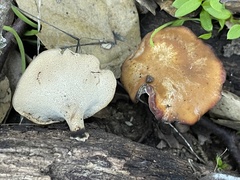 Polyporus mcmurphyi