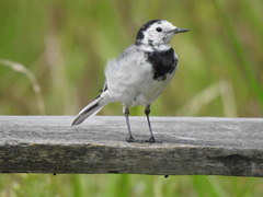 Motacilla alba