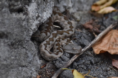 Vipera ammodytes ammodytes